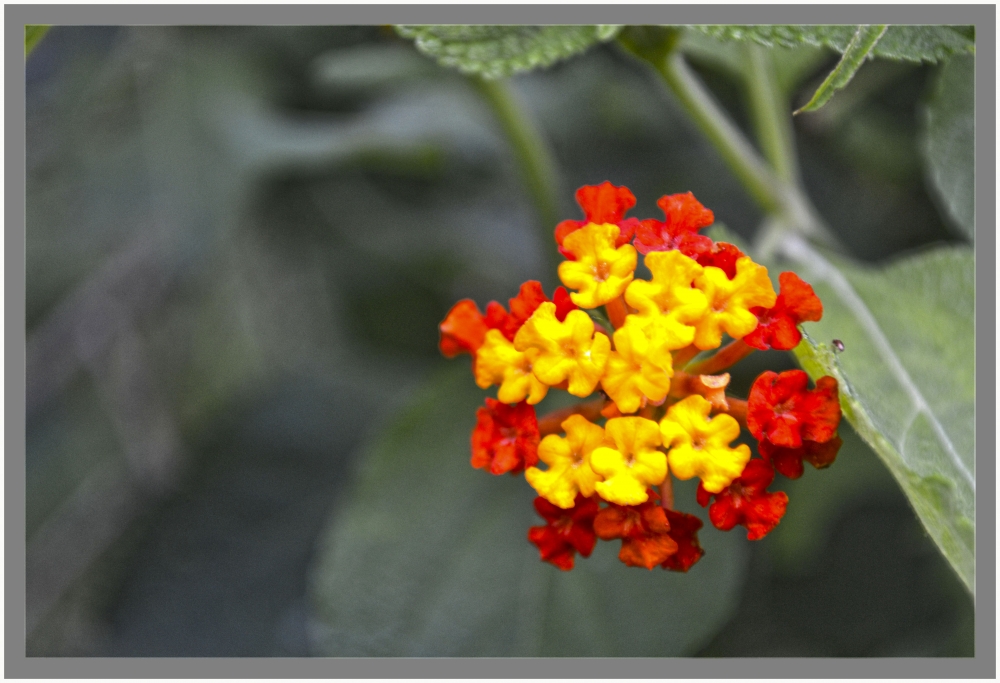 "Florcitas espaolas." de Rodolfo Cabral