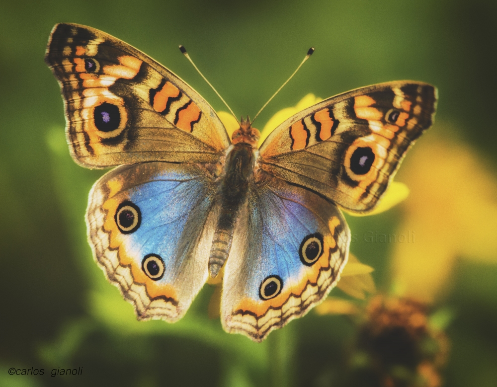 "Mariposa cuatro ojos posada en flor amarilla" de Carlos Gianoli