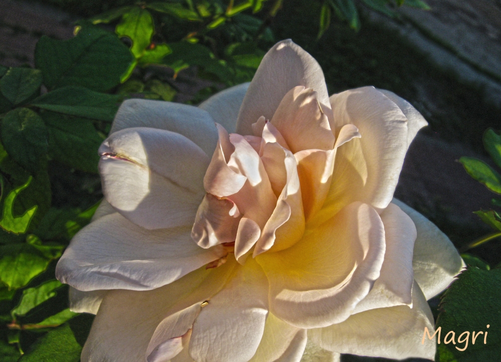 "Una rosa al atardecer" de Mara Griselda Garca Cuerva