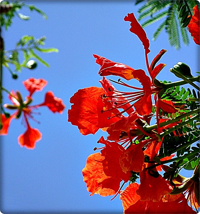 "Flor tropical" de Valeria Montrfano