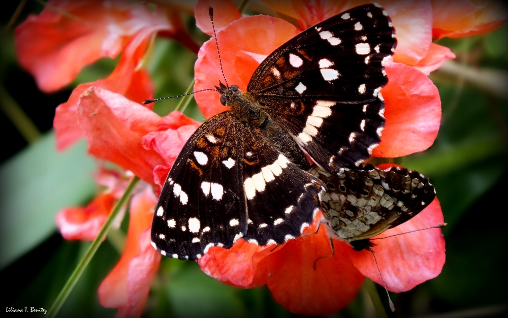 "Mariposas." de Liliana T. Benitez