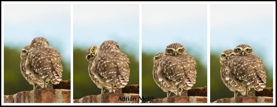 "ME PARECE QUE NOS QUIERE SACAR UNA FOTO A LOS DOS" de Adrian Melo