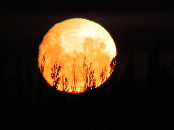 "Plantando lamos en la luna" de Gustavo Pramo