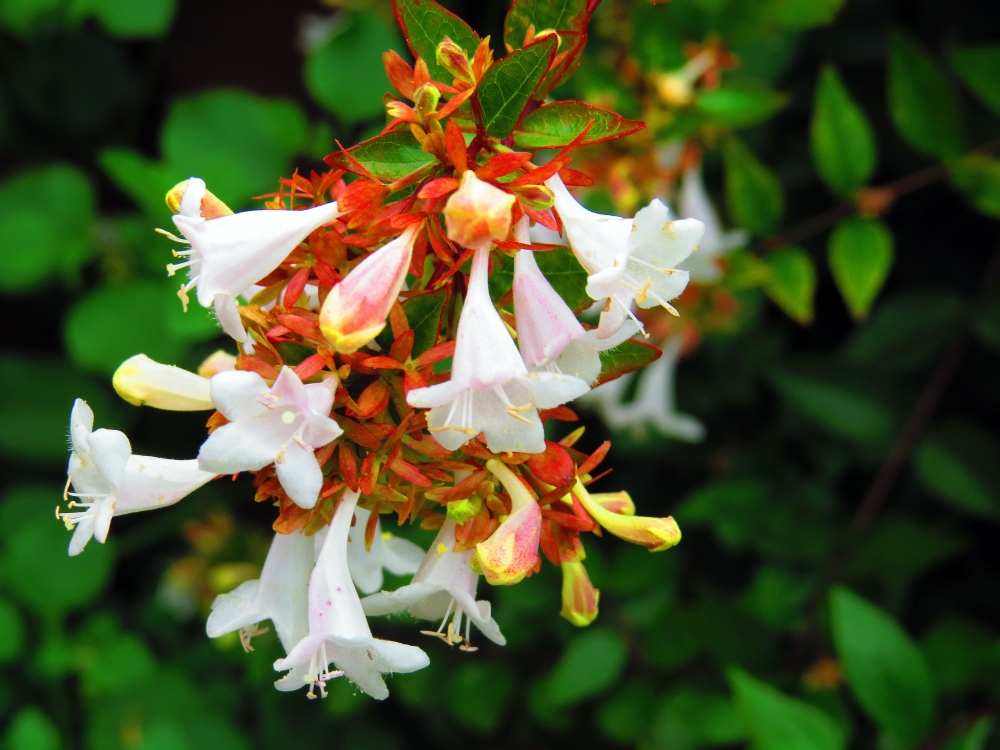 "ABELIA GRANDIFLORA" de Hugo Zadunaisky