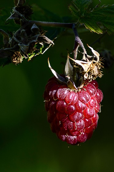 "Frutos del bosque" de Carlos Francisco Montalbetti