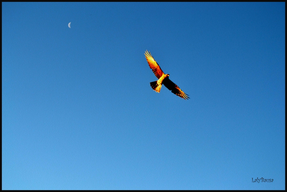 "Volando alto... se llega a la luna...." de Maria Laura Bausa