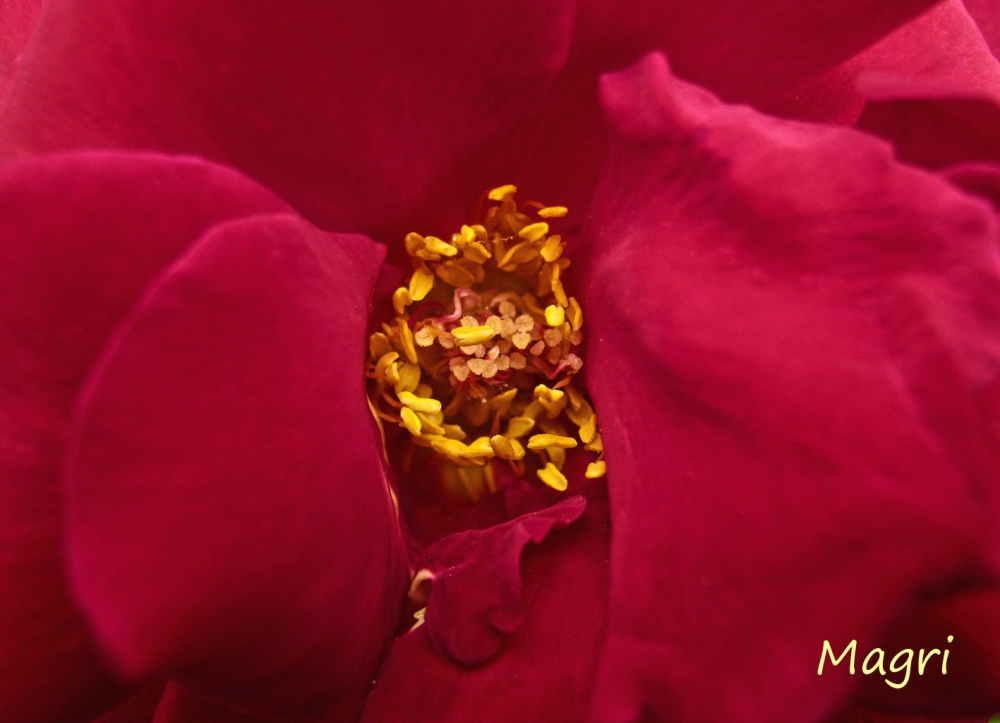 "El centro de una rosa" de Mara Griselda Garca Cuerva