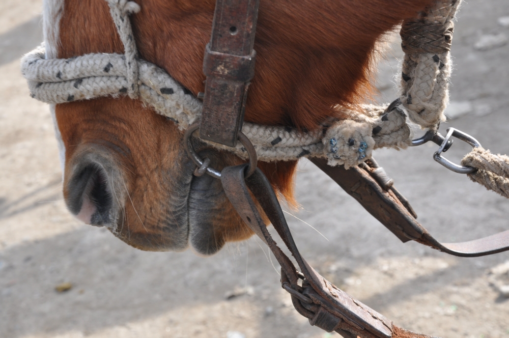 "el compaero del gaucho" de Jose Alberto Vicente