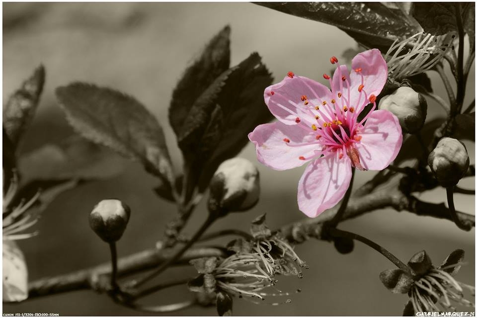 "Flor." de Gabriel Marquez