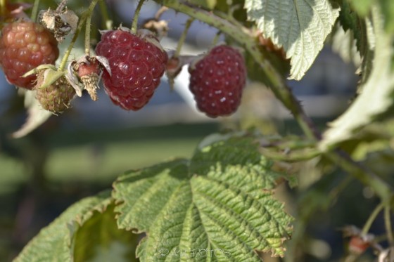 "frutos" de Rubn Antonio Ulmer