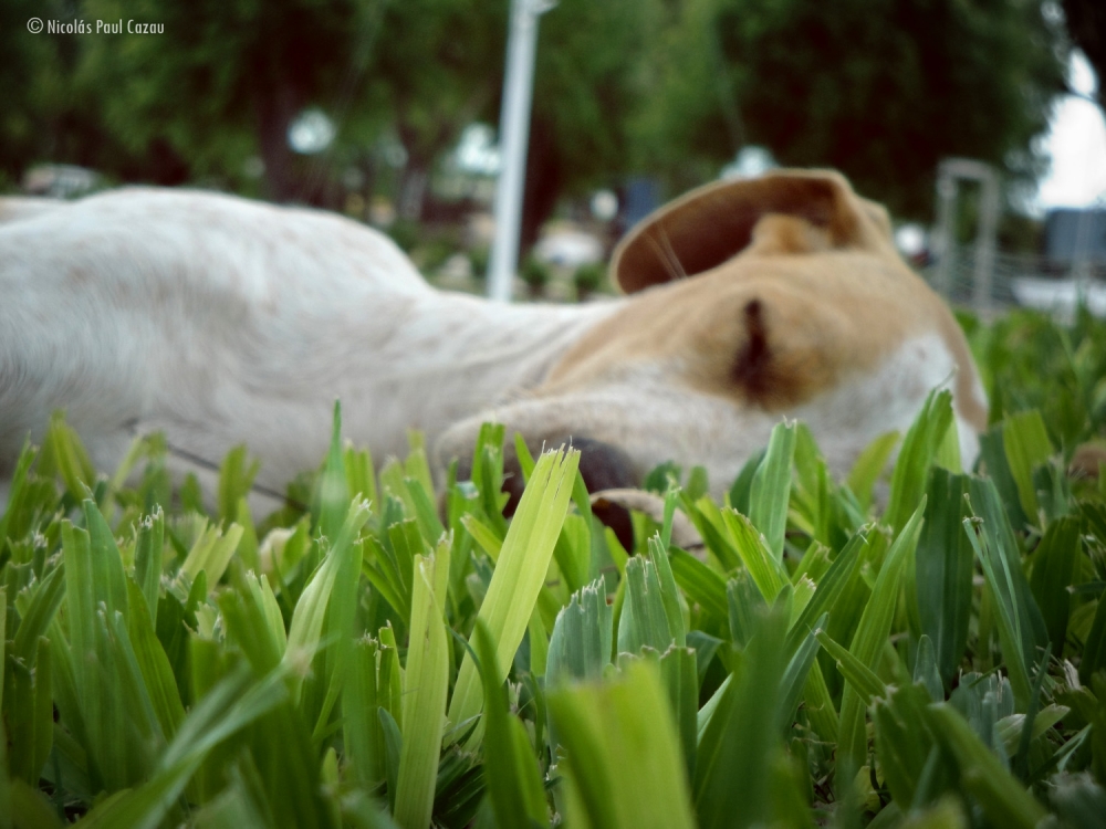 "Siesta" de Nicolas Paul Cazau