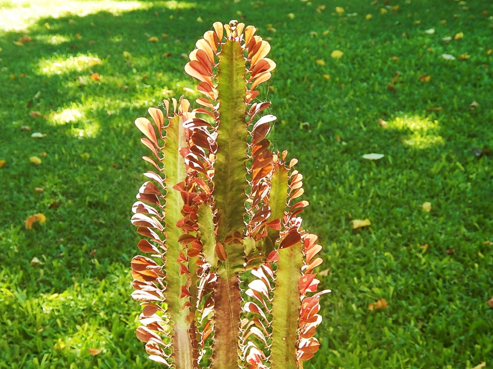 "Cactus colorido" de Jos Luis Mansur