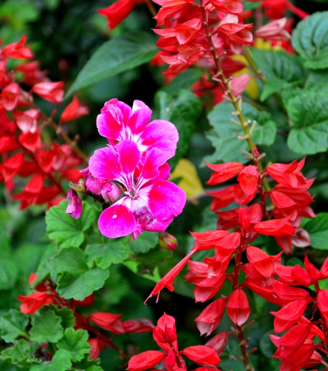 "flores de mi jardin" de Jorge Armando Diaz