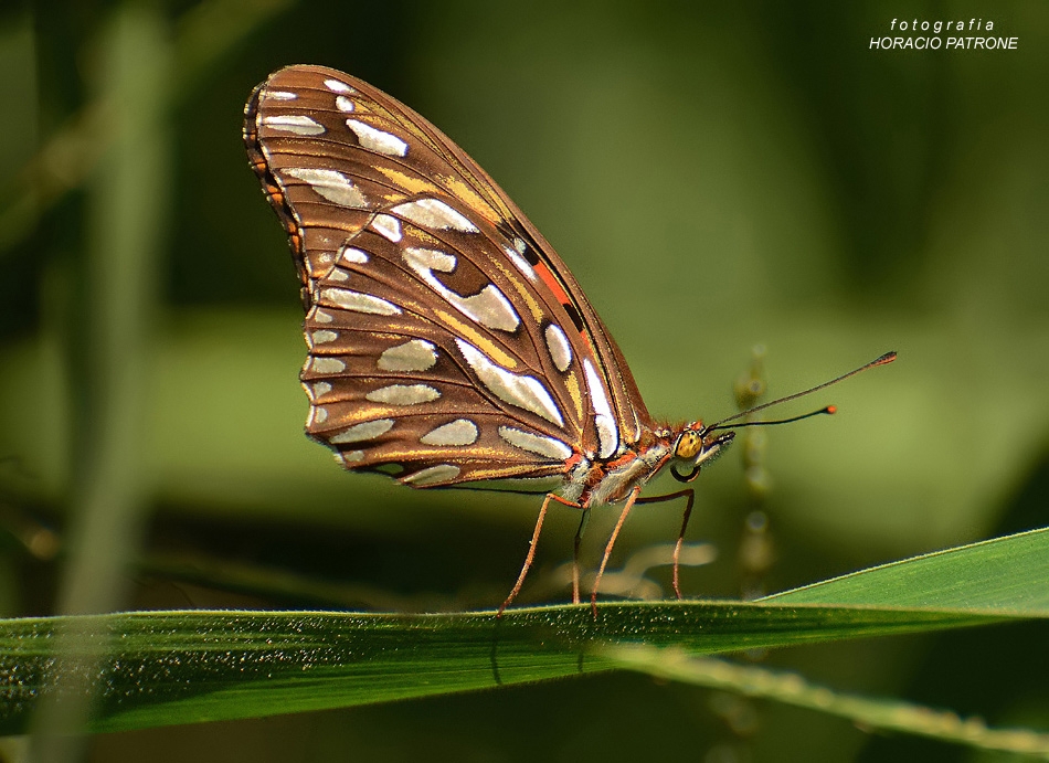 "Mariposa Espejito" de Horacio Patrone