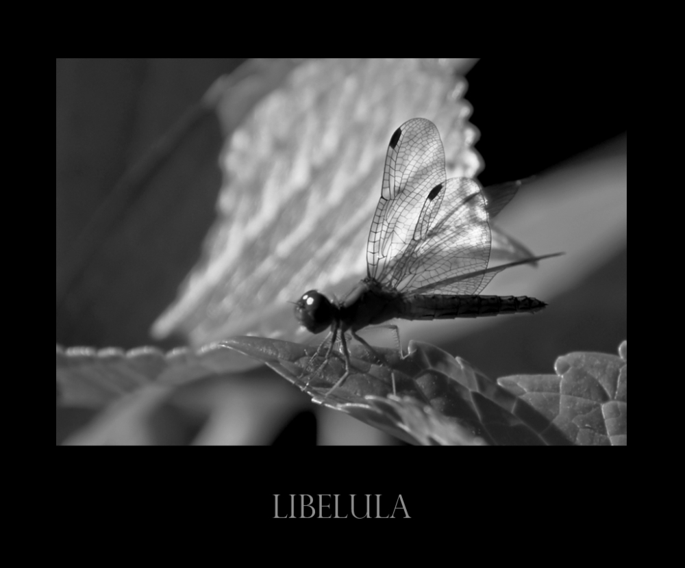 "Libelula" de Ruben Moscatelli