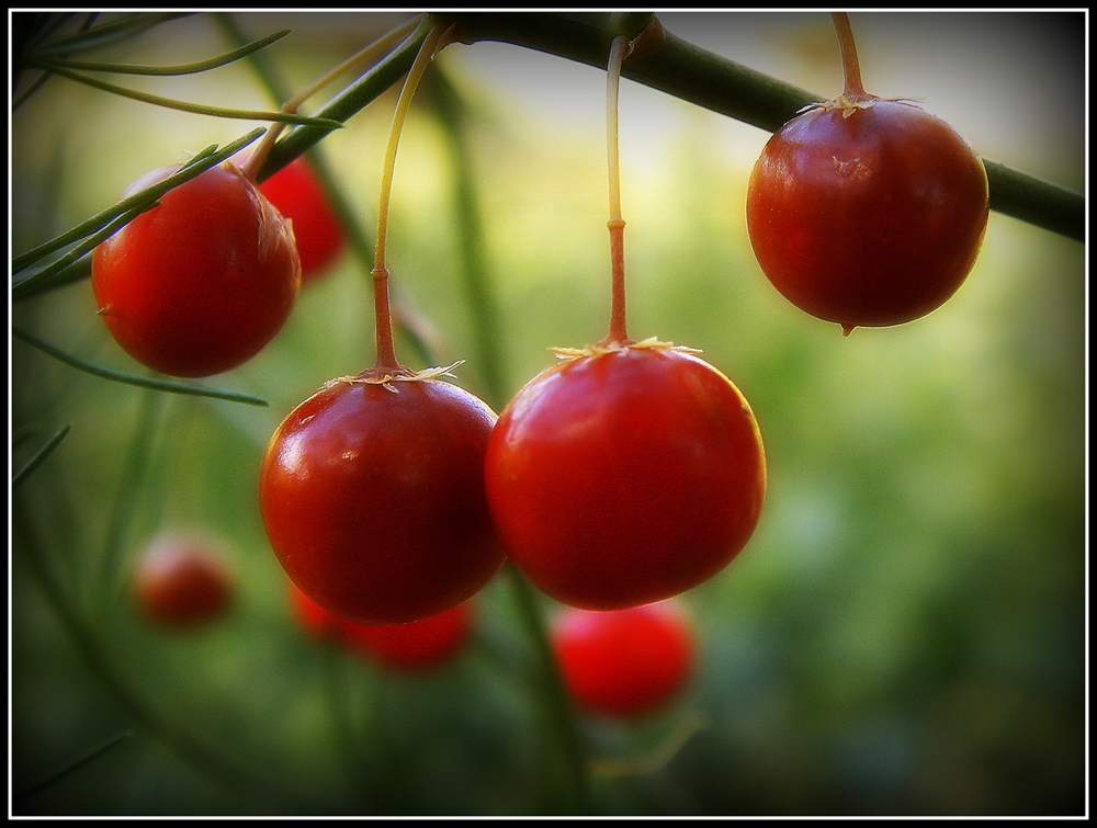 "frutos rojos" de Ricardo Cascio