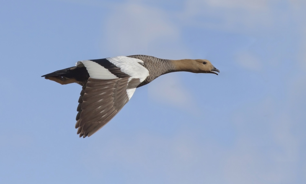 "vuelo" de Edith Polverini