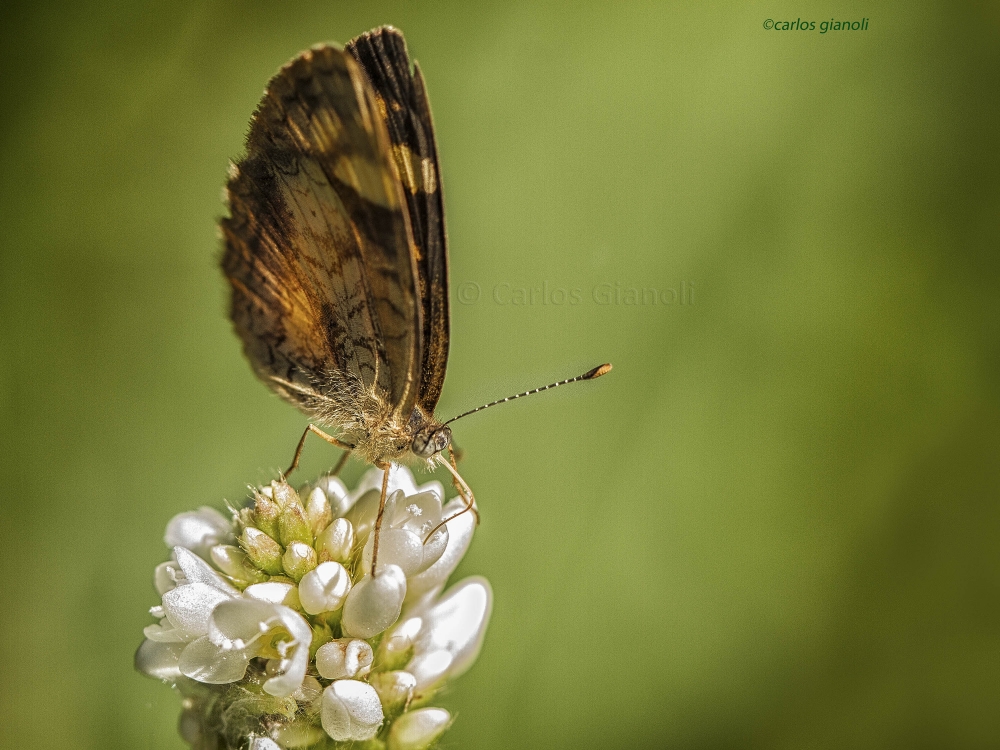 "Mariposa y flores blancas" de Carlos Gianoli