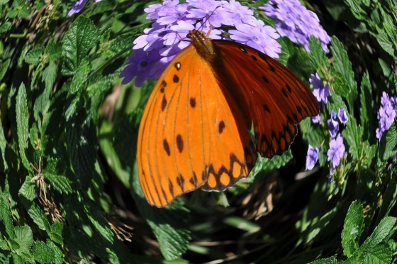 "Una Mariposa y Una Flor..." de Silvia Emilia Guerra