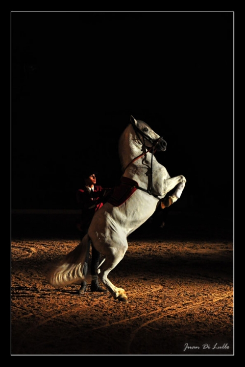 "Caballo de Crdoba" de Juan Di Lullo