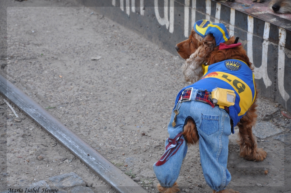 "Look canino..." de Maria Isabel Hempe