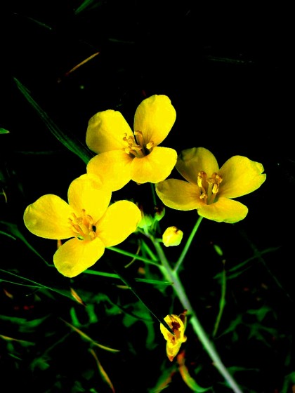 "naturaleza en flor" de Laura Delker