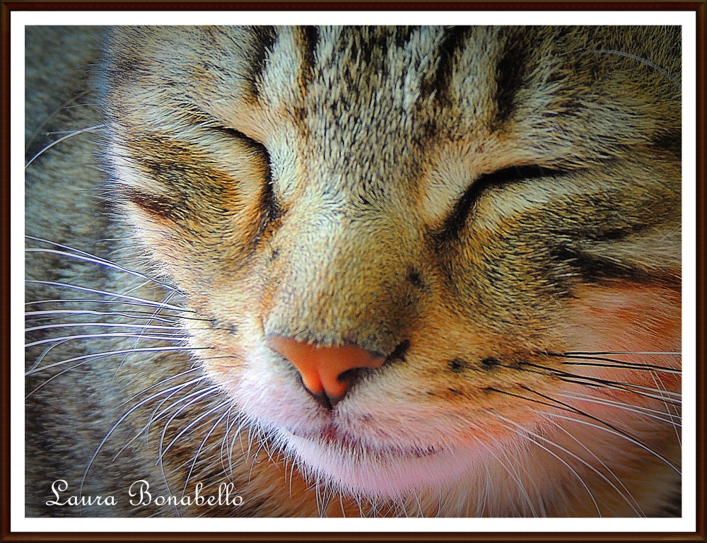 "Siesta con ruidito a lluvia..." de Laura Bonabello