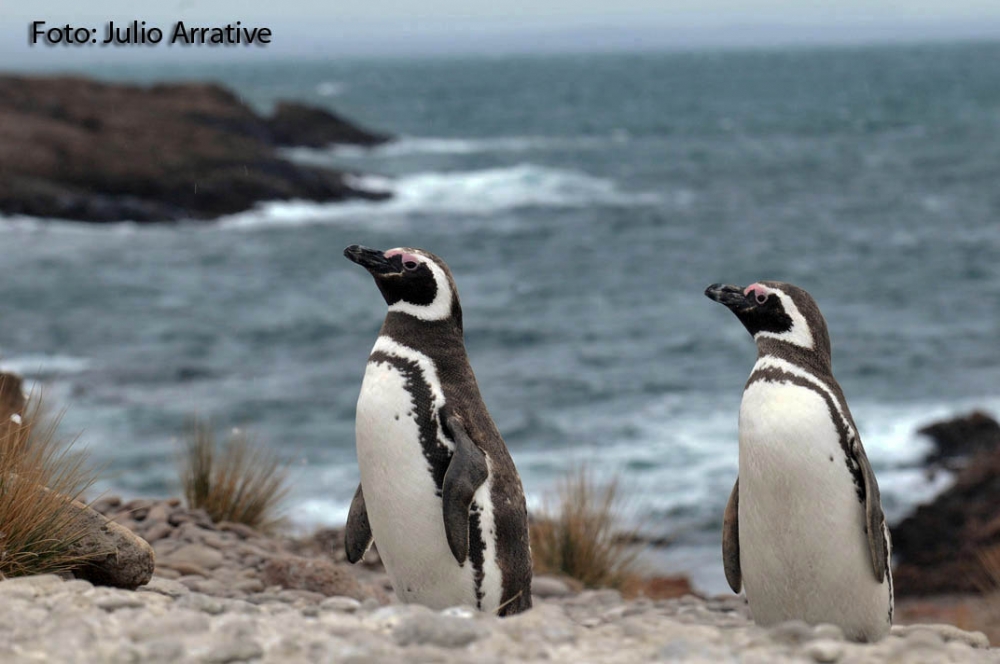 "Pinguino patagonico" de Julio Cesar Arrative