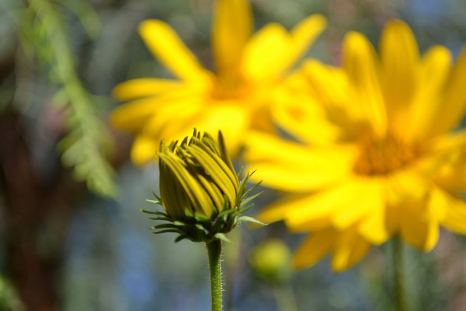 "girasol que florece" de Ely Navarro