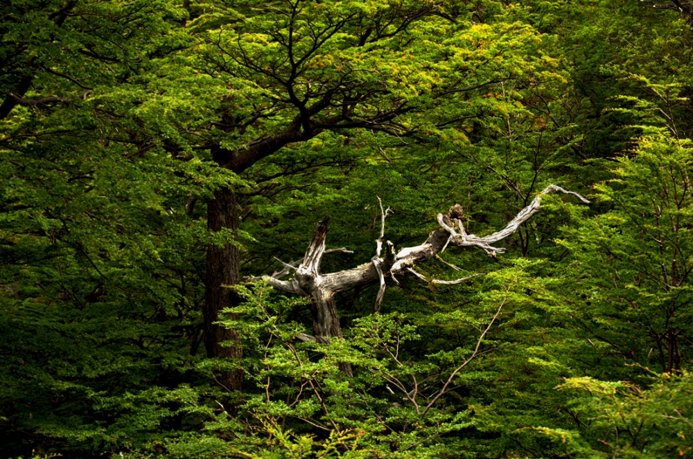 "Tambien en el bosque hay muerte" de Eduardo A. Fraguas