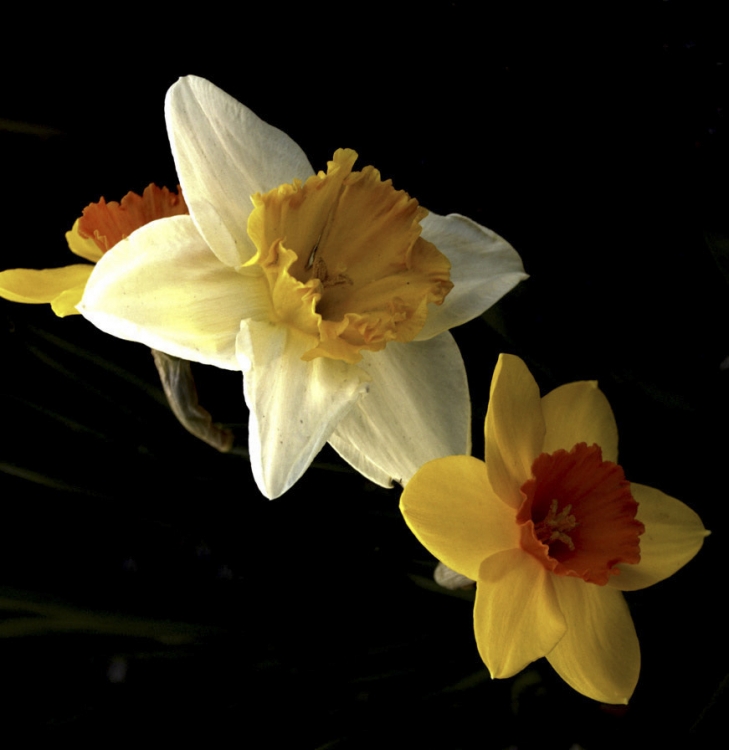 "Narcisos x 2" de Gaston E. Polese