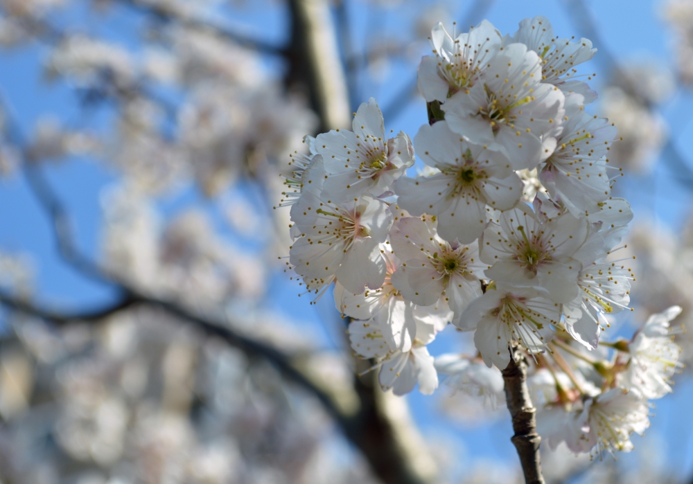 "Sakura" de Graciela Yone