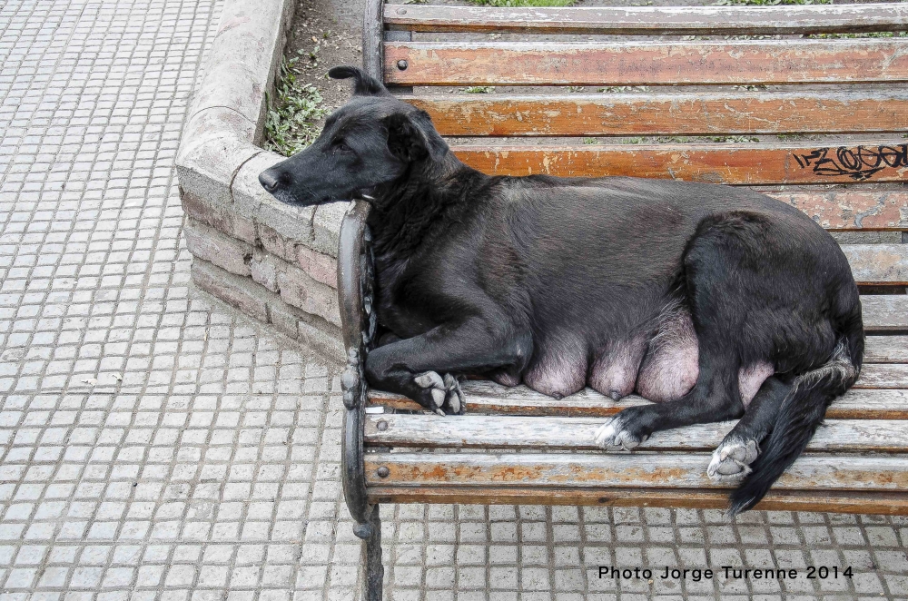 "Madre." de Jorge Turenne