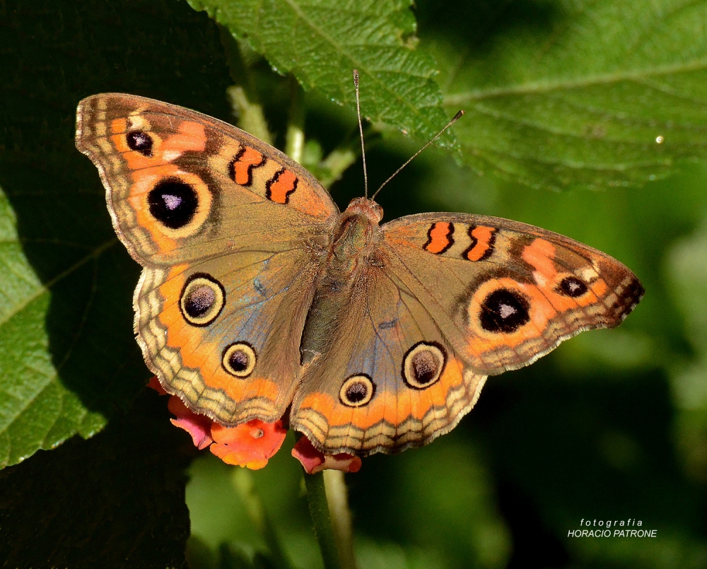 "MARIPOSA ( junonia genoveva hilaris )" de Horacio Patrone