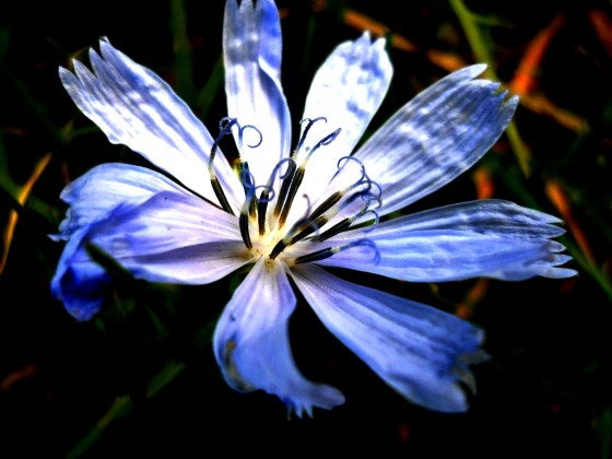 "flores de la naturaleza" de Laura Delker