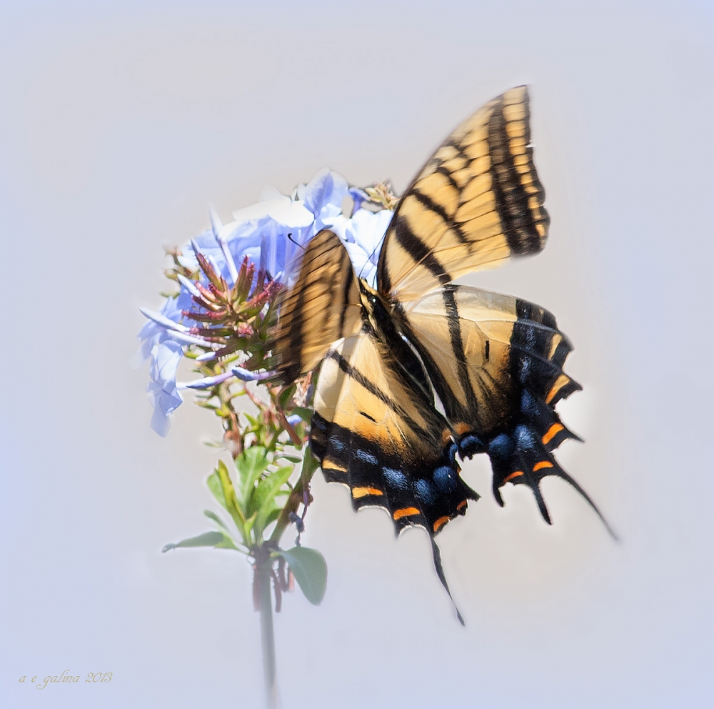 "mariposa tigre oriental" de Alfonso Emmanuel Galina Y Garcia