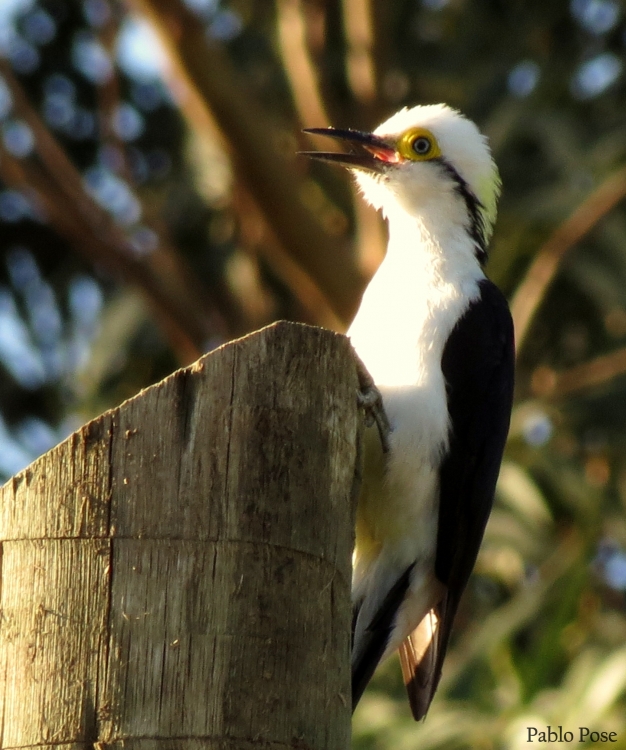 "Carpintero Blanco." de Pablo Pose