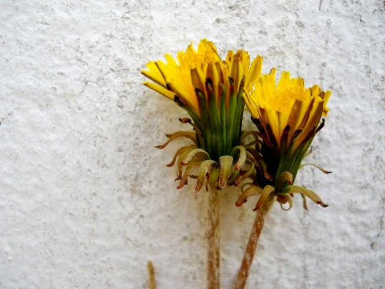 "flores de la naturaleza" de Laura Delker