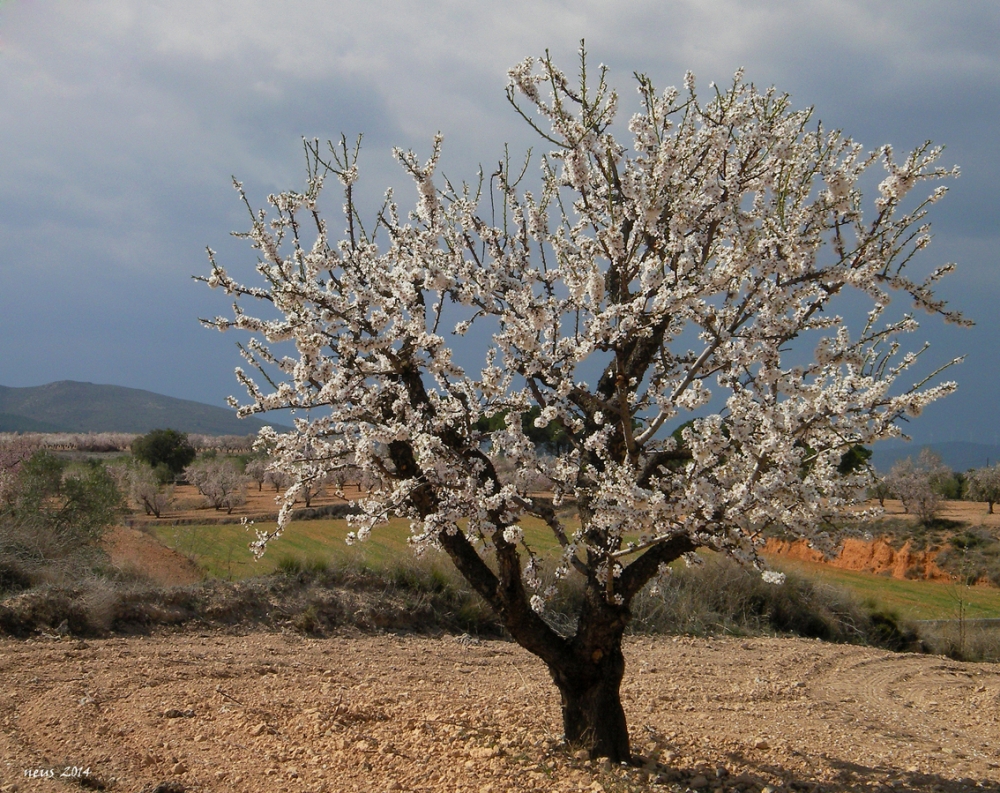 "Almendro en Flor" de Neus Del Alamo