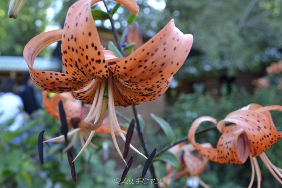 "flores" de Rubn Antonio Ulmer