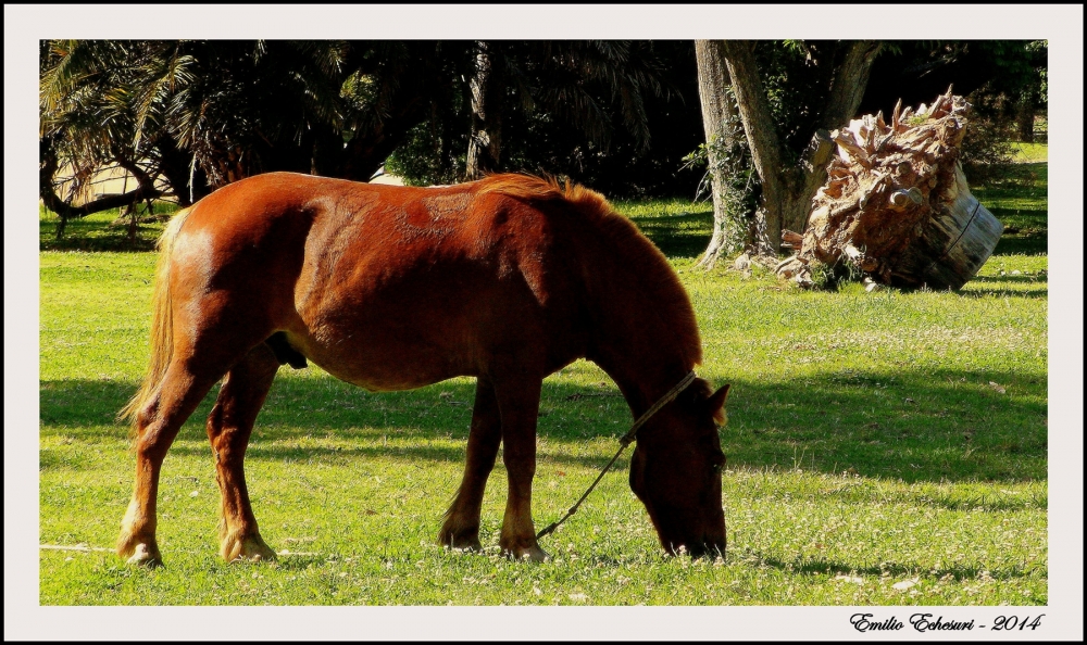 "Maana campestre" de Emilio Echesuri