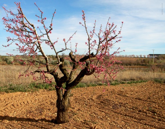 "Cerezo en flor" de Neus Del Alamo