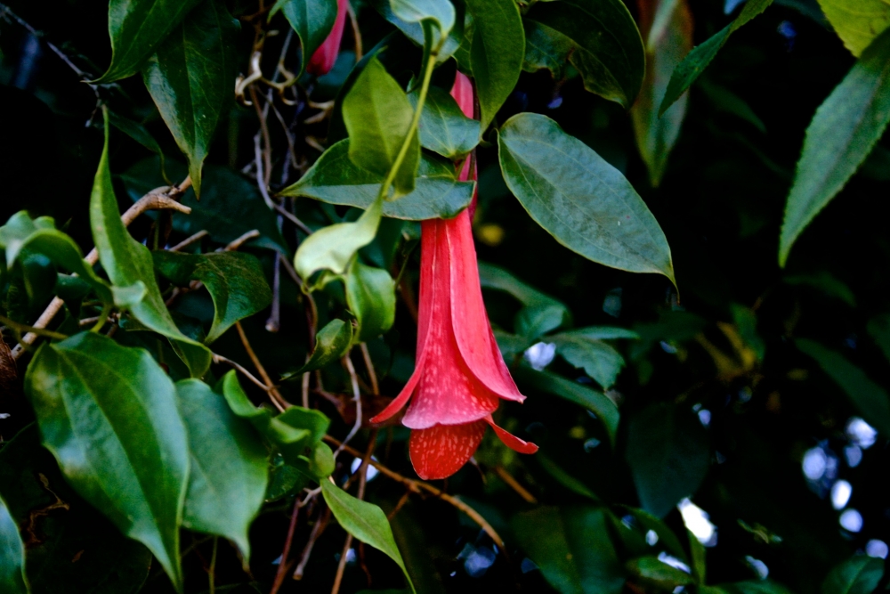 "Copihue" de Jorge Turenne