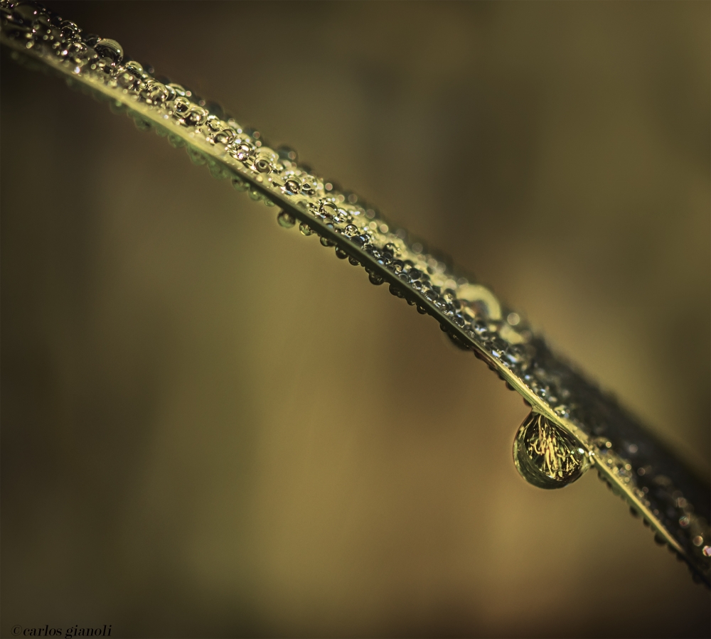 "Gotas doradas" de Carlos Gianoli