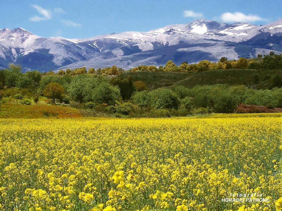 "PRADERA AMARILLA" de Horacio Patrone