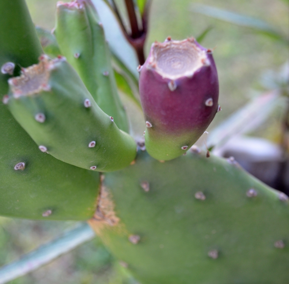 "Tuna o Nopal." de Viviana Rodrguez.