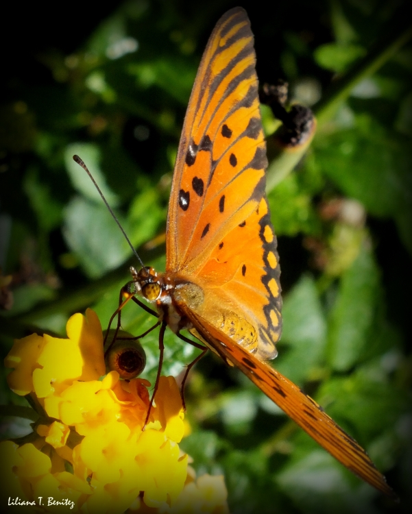 "Entre flores de Lantana." de Liliana T. Benitez