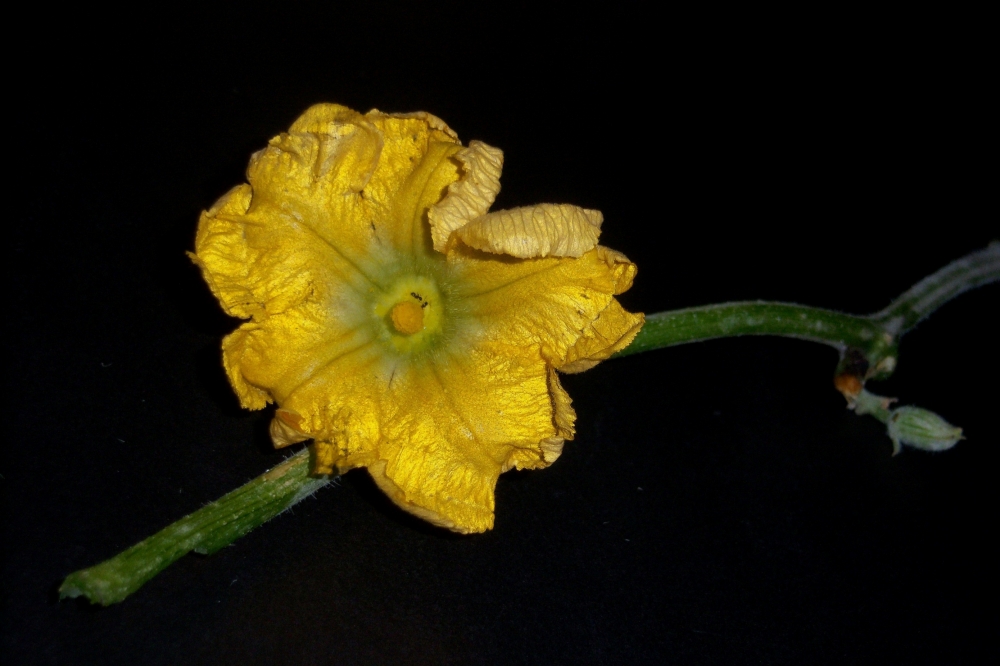 "flor de la calabaza" de Beatriz Di Marzio