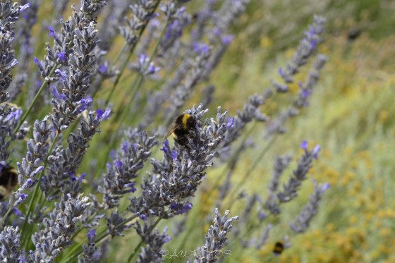 "lavanda" de Rubn Antonio Ulmer