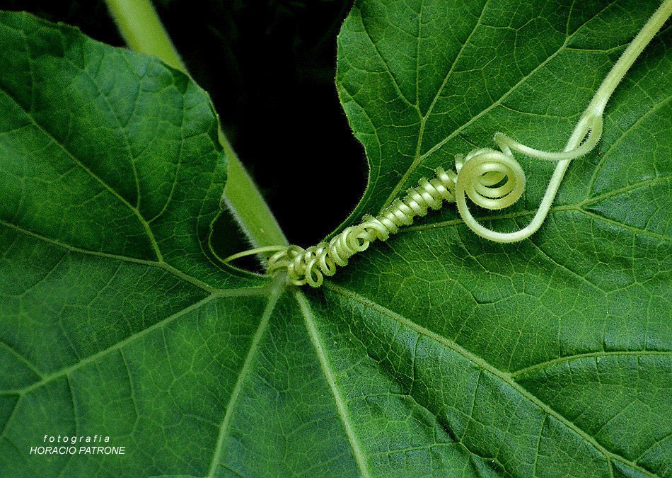 "- PASION VEGETAL..." de Horacio Patrone